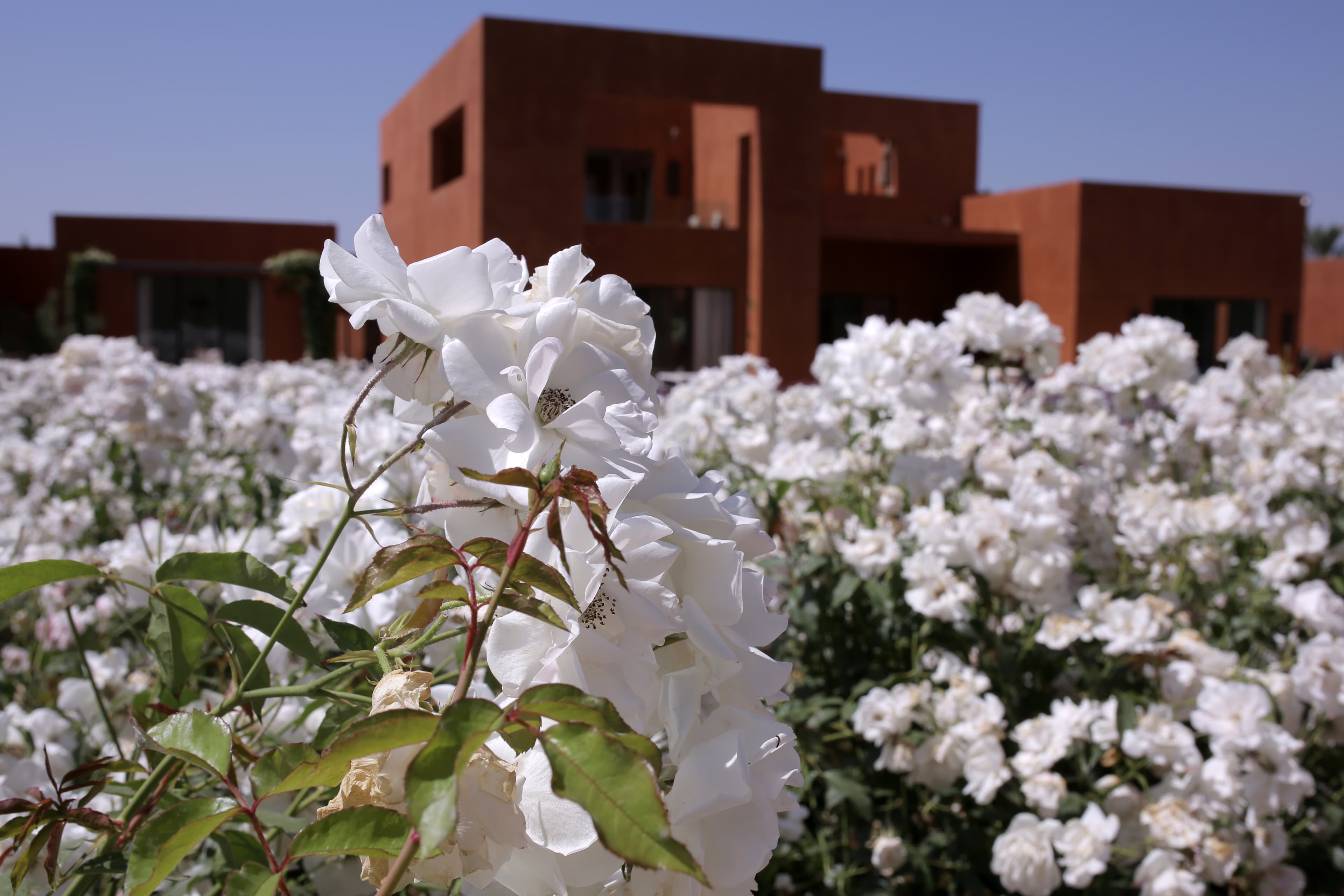 /features/garden/garden-3.jpg