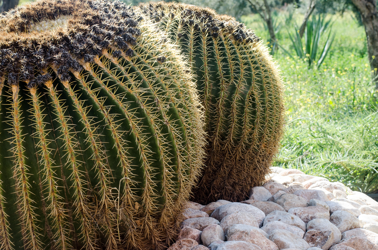 /features/garden/garden-1.jpg